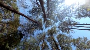Gökyüzü zemininde yeşil ağaçların güzel manzarası. Baharda güneş ışığı, doğal arka plan..