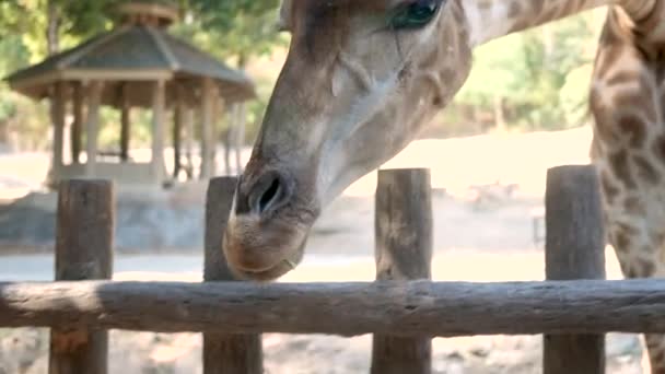 Посетители Зоопарка Кормят Жирафа Зоопарке Чиангмай — стоковое видео