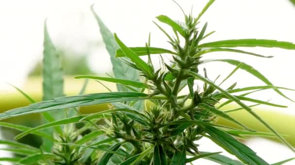 Primer Plano Del Árbol Cannabis Verde Fresco Con Sol Brillando — Vídeo de stock
