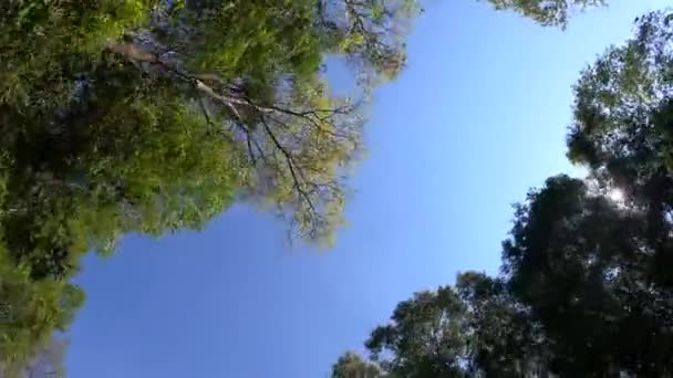 Bela Vista Árvores Verdes Frescas Fundo Céu Com Luz Solar — Vídeo de Stock