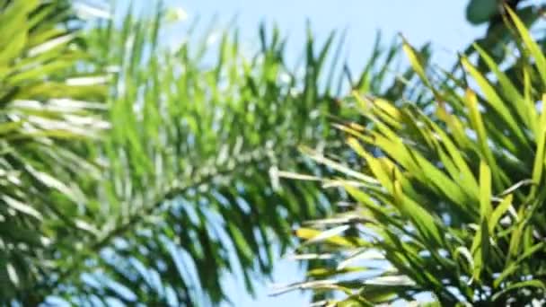 Прекрасний Вид Свіжі Зелені Дерева Фоні Неба Сонячним Світлом Навесні — стокове відео