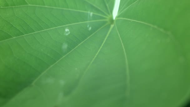 在绿色的荷叶上滚动的水滴 — 图库视频影像