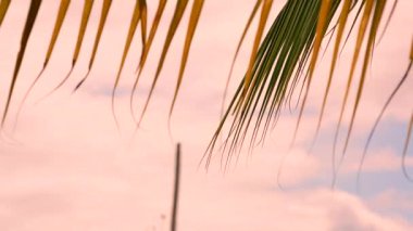 Hindistan cevizi yaprakları rüzgardan sallanıyor. Gün batımında gökyüzünde yavaşça esiyor..