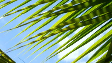 Hindistan cevizi yaprakları rüzgardan sallanıyor parlak gökyüzünde usulca esiyor ve beyaz bulutlar arka planda.