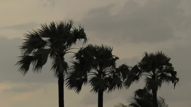 Silný Bouřkový Vítr Houpe Stromy Láme Listy Palem Dramatickém Pozadí — Stock video