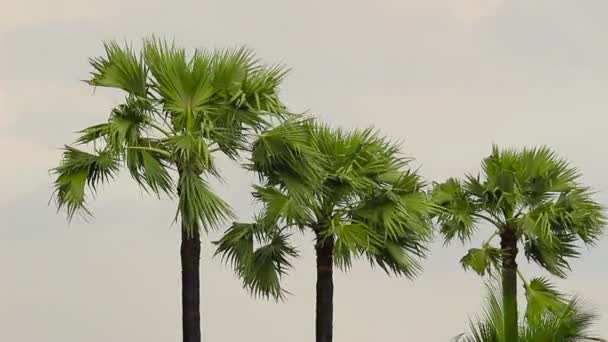 Forte Vento Tempesta Ondeggia Gli Alberi Rompe Foglie Delle Palme — Video Stock