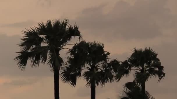 Strong Storm Wind Sways Trees Breaks Leaves Palm Trees Dramatic — Stock Video