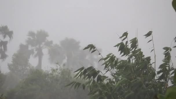 Fuerte Viento Tormenta Balancea Los Árboles Las Fuertes Lluvias Desenfocan — Vídeos de Stock