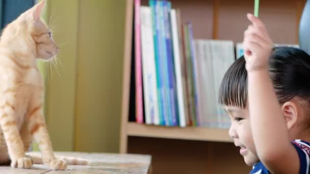 Азиатская Девочка Играет Котенком Окна Помещении Милая Концепция Домашнего Животного — стоковое видео