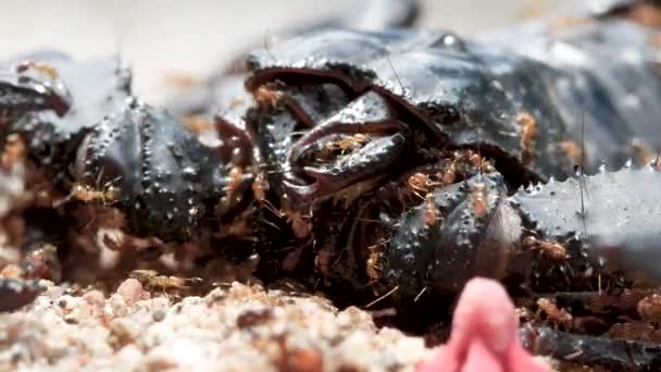 Scorpion Noir Mort Était Sur Sol Avec Les Fourmis Marchant — Video