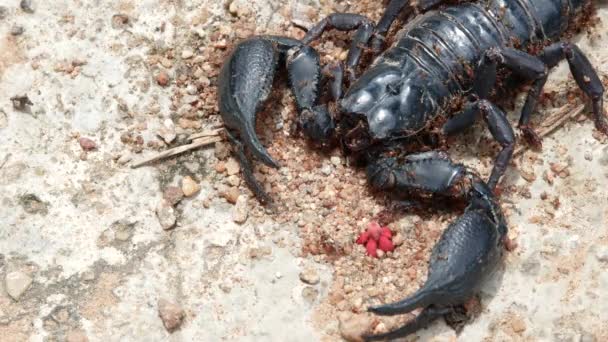 Escorpión Negro Muerto Estaba Suelo Con Las Hormigas Caminando Llenas — Vídeos de Stock