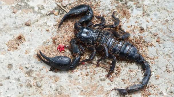 那只死了的黑蝎子躺在地上 蚂蚁在那里走来走去 — 图库视频影像