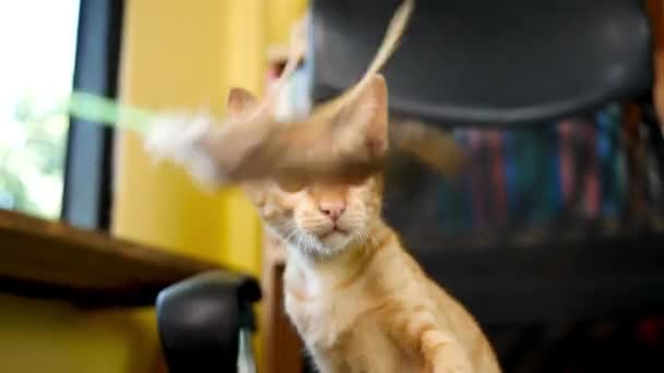 Azjatka Bawiąca Się Kotkiem Przy Oknie Cute Koncepcji Zwierzaka — Wideo stockowe