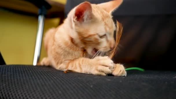 Ragazzina Asiatica Che Gioca Con Gattino Vicino Alla Finestra Chiuso — Video Stock