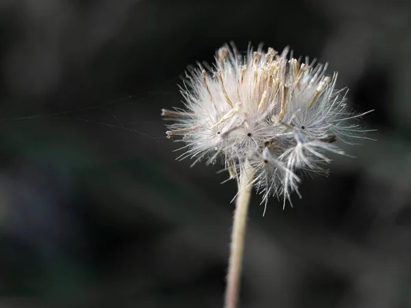 Närbild Maskros Blåser Vinden Naturen Bakgrund — Stockfoto