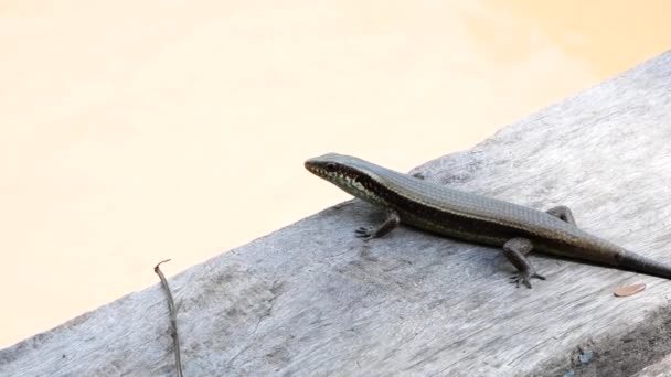 Close Skink Resting Wooden Floor Waiting Eat Insects — Stock Video