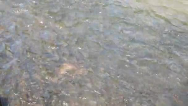 Group Fish Swim Fast Flowing Streams — Stock Video