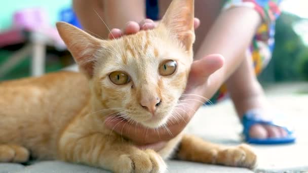 Criança Feliz Segurando Acariciando Gatinho Quintal Bonito Animal Estimação Conceito — Vídeo de Stock