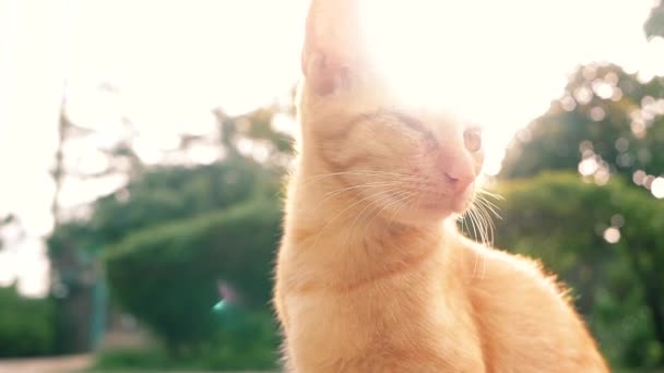 夏の公園に座って痛い目をした茶色の子猫 — ストック動画