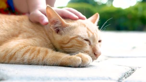 裏庭で子猫を抱っこしてペットを飼っている幸せな子供 かわいいペットのコンセプト — ストック動画