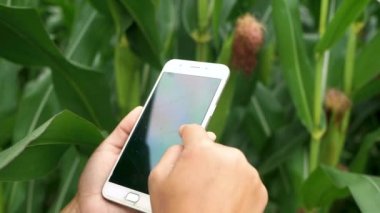 Genç kadın çiftçinin elinde akıllı telefonuyla mısır tarlasının yanındaki çim biçme bıçağını incelerken..