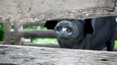 Çiftlikteki ahşap domuz ahırında siyah domuz.