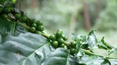 Kahve dalında olgunlaşmamış kahve çekirdekleri..