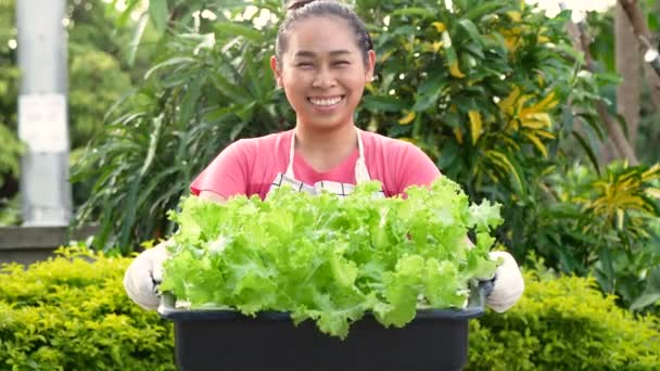 Close Agricultoras Asiáticas Segurando Bandeja Plástico Que Contêm Salada Crescente — Vídeo de Stock