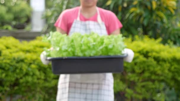 Close Van Aziatische Vrouwelijke Boeren Houden Plastic Dienblad Dat Salade — Stockvideo