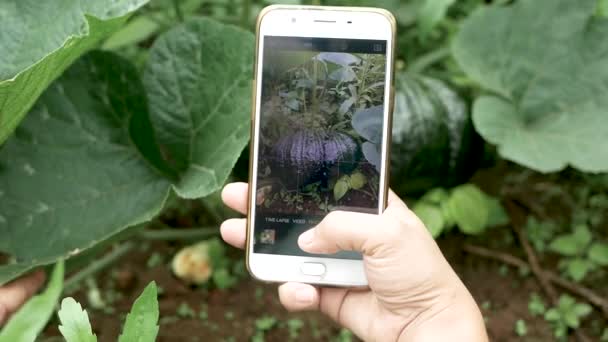 스마트폰을 정원에 사진을 — 비디오
