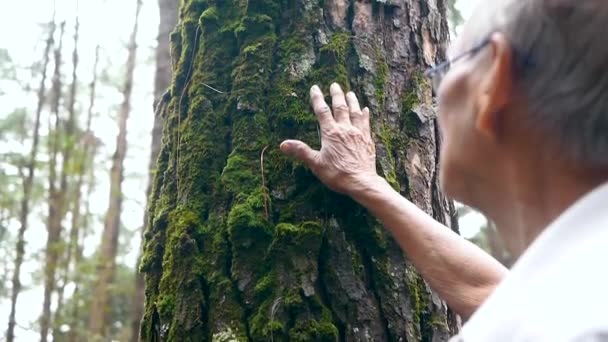 Älterer Mann Berührt Alten Baum Leicht Naturschutzkonzept Weltumwelttag — Stockvideo