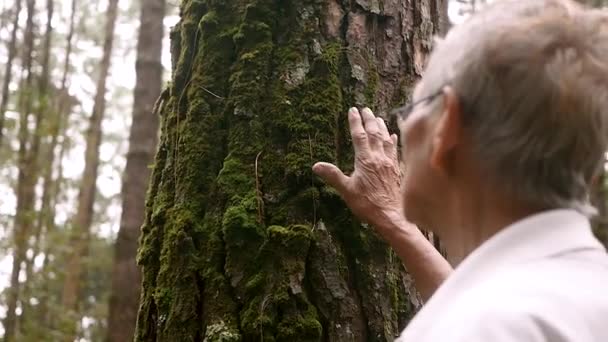 Старший Нежно Прикасался Старому Дереву Концепция Охраны Природы Всемирный День — стоковое видео