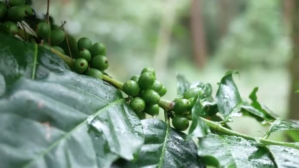 Primer Plano Los Agricultores Mano Examinando Granos Café Una Rama — Vídeo de stock