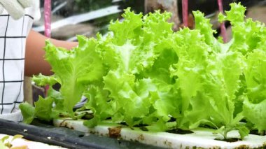 Dişi çiftçilerin yakın çekimi seradaki çocuk tepsisindeki salata tohumlarına su püskürtür..