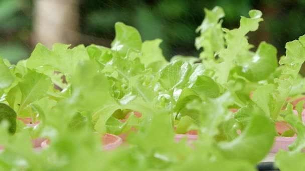 Großaufnahme Von Bäuerinnen Sprüht Wasser Auf Salatsetzlinge Auf Baumschultablett Gewächshaus — Stockvideo