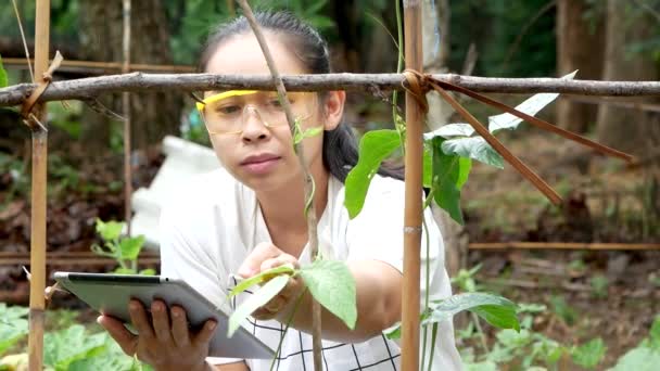 Genç Kadın Çiftçi Elinde Tabletle Yeşil Uzun Fasulye Çiftliğinde Oturuyor — Stok video