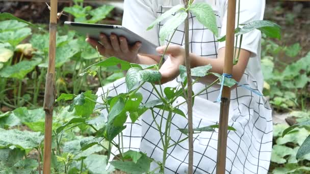 Petani Muda Duduk Kebun Kacang Hijau Panjang Dengan Tablet Tangannya — Stok Video