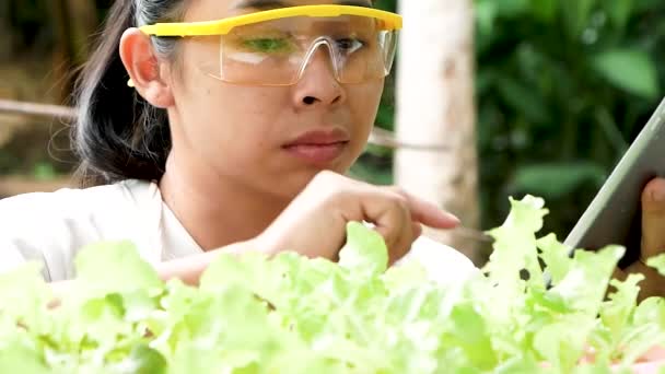 Молода Жінка Фермер Стоїть Салатній Фермі Таблеткою Руках Вивчає Урожай — стокове відео