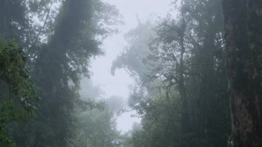 Asya tropikal yağmur ormanları. Doi Inthanon Ulusal Parkı, Tayland 'da orman yeşil ağacı.