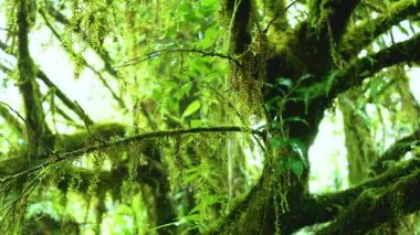 Asya tropikal yağmur ormanları. Doi Inthanon Ulusal Parkı, Tayland 'da orman yeşil ağacı.