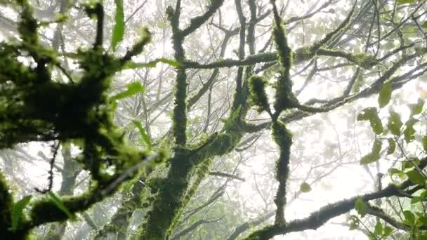 Asijský Tropický Deštný Prales Džungle Starý Zelený Strom Doi Inthanon — Stock video