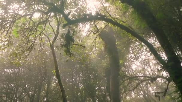 Aziatische Tropische Regenwoud Jungle Oude Groene Boom Doi Inthanon National — Stockvideo