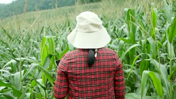 옥수수 밭에서 디지털 타블렛을 농작물을 살펴보고 농부들의 모습을 가까이 십시오 — 비디오