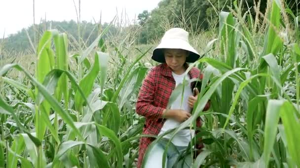 Close Jovem Agricultora Campo Milho Com Tablet Digital Suas Mãos — Vídeo de Stock