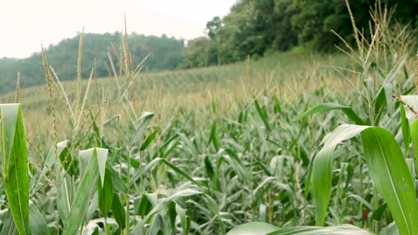 Female Farmers Standing Corn Field Smile Proudly Good Produce — Stock Video