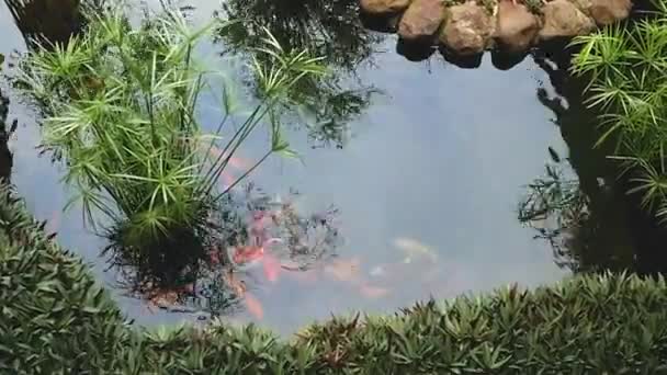 屋外の池では様々な色の鯉が泳いでいます — ストック動画