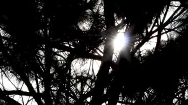 Dallarında güneş ışığı parlayan büyük ağaç siluetleri..