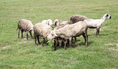 Mutlu kız çocuğu yazın parkta salıncakta salıncak oynuyor. Çocukluk mutluluğu kavramı.