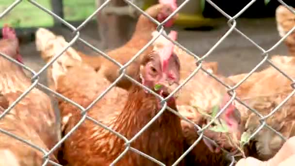 Csirkék Hagyományos Szabadtartású Baromfitenyésztésben Csirkék Csipkedik Ételt Hálós Kerítésen Keresztül — Stock videók