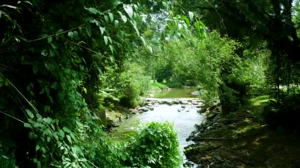 Вид Річку Пишне Середовище Лісі — стокове відео
